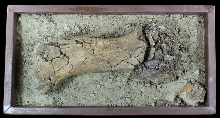 Hadrosaur Tibia (Duck-Billed Dinosaur) - Mounted As Found #56365